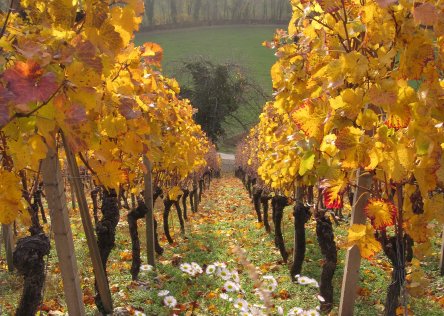 Burgundy vineyards in the fall