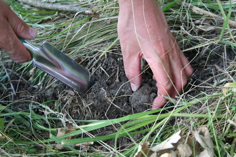 French truffles - Truffle hunting in France