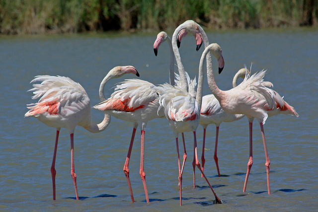 France Just For You - Bird-watching in the Camargue. Photo credit: Andrea Schaffer