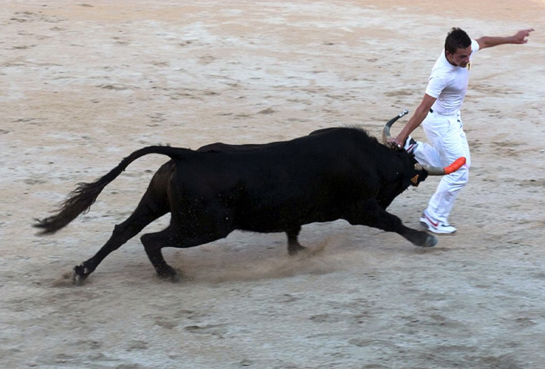 bull racing in the Camargue, France