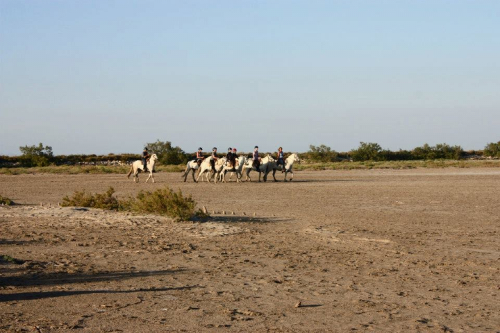 Camargue horses