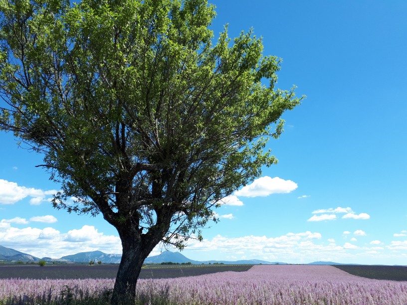 Lavender Field in the Luberon, Provence