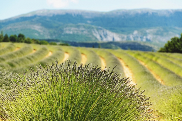 Provence fields