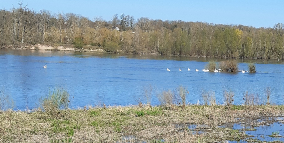 Swans on the Loire River