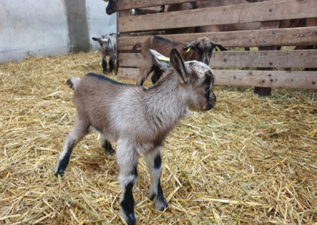 Goat Cheese Farm visit