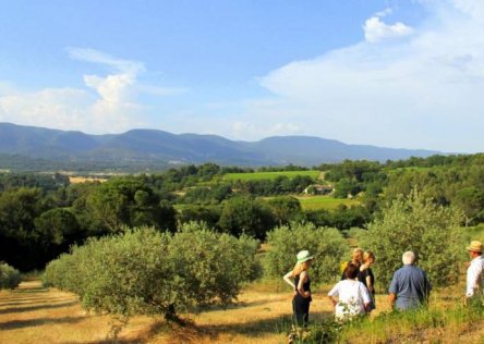 olive oil farm visit provence