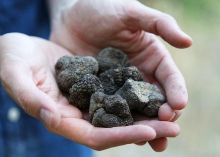 truffles france