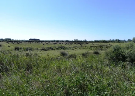 Camargue