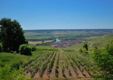 Vineyard near Epernay in Champagne, France
