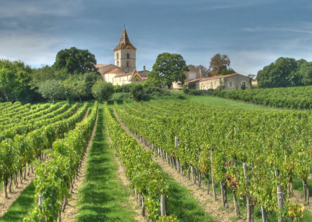 Gironde vineyard, Bordeaux
