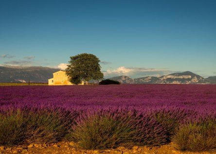 Lavender field in Provence Lavender field in Provence