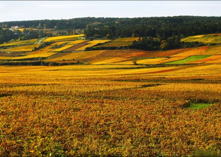 Burgundy vineyards with yellow and orange fall colors
