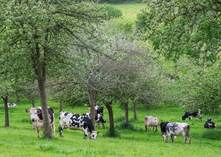 Normandy countryside with apple orchard and cows