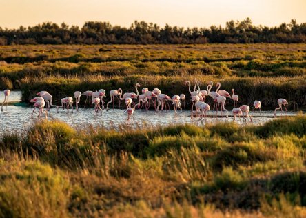 Flamingos in the Camargue France
