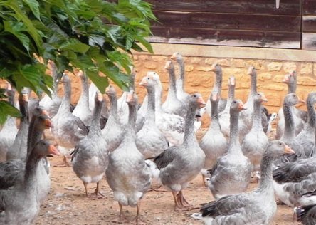 Ducks in Dordogne