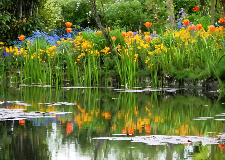 Flowers reflecting in the waters in Monet's garden in Giverny