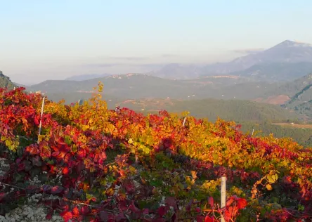 Red and yellow vineyards in France during the fall