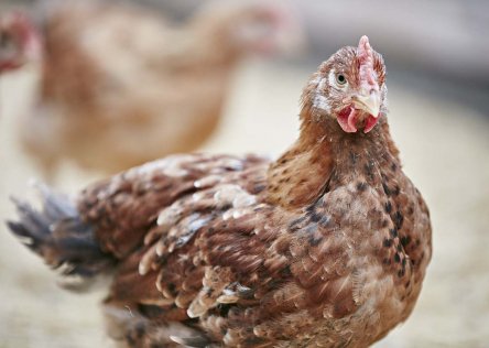 Photo of a chicken