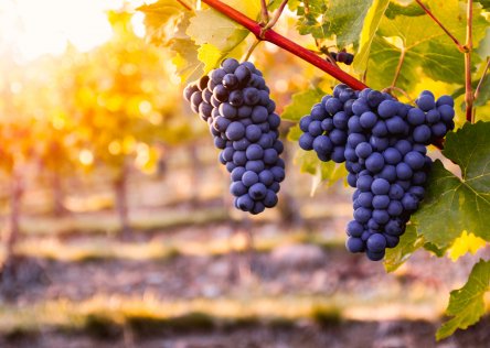 purple grapes with fall colors