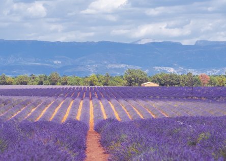 Lavender field with mountains in the background