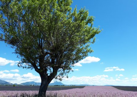 Lavender Field in Provence, France in June
