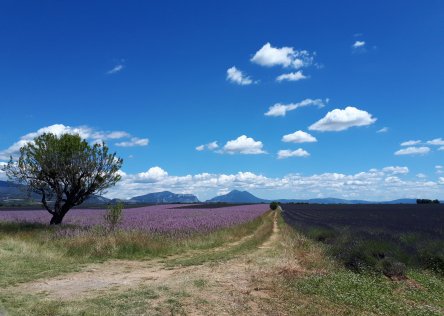 lavender fields in the luberon, provence