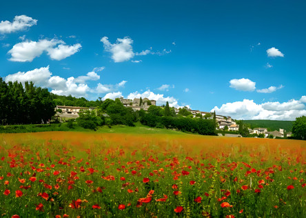Poppy field in France