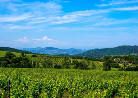 France's wine country, south of France vineyard