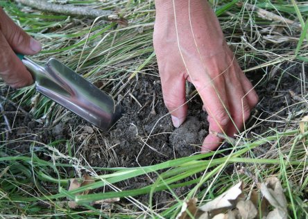 French truffles - Truffle hunting in France