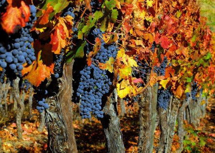 Vineyards in the Fall - France in October