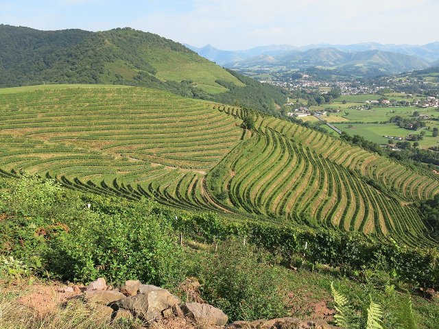 Irouleguy vineyards in Ascarat in the Basque Country
