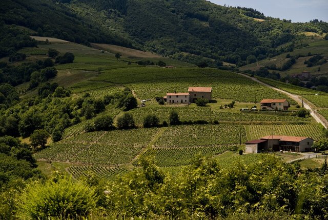 Beaujolais vineyards