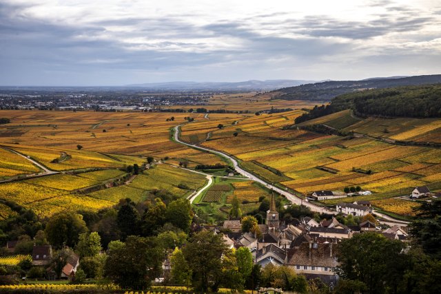 A view of a Burgundy landscape in the fall. The vineyards are a mix of yellows.