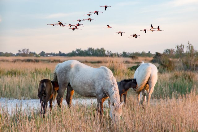 Horses in the marshland of the Camargue in Provence, France. Flamingos are flying overhead.