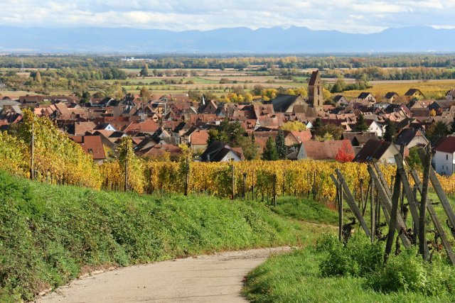 Vineyards in Eguisheim