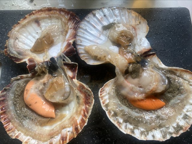 Fresh scallops from Normandy