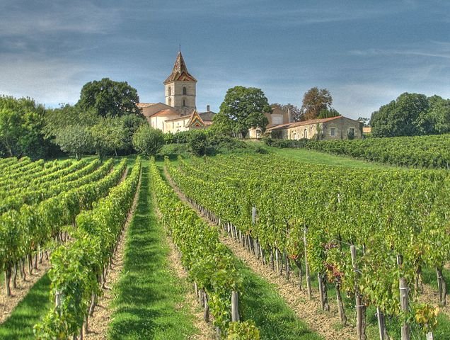 Bordeaux vineyard in Gironde