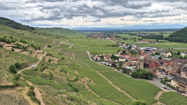 Vineyards around Kaysersberg
