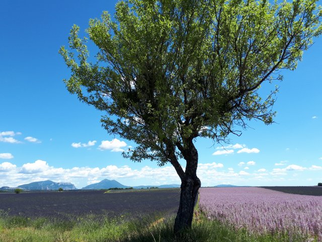 A purple lavender field in Valensole, Provence, with a green tree in the middle