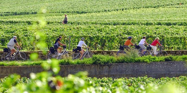 biking in the vineyards
