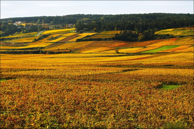 Vineyards in the fall near Beaune in Burgundy
