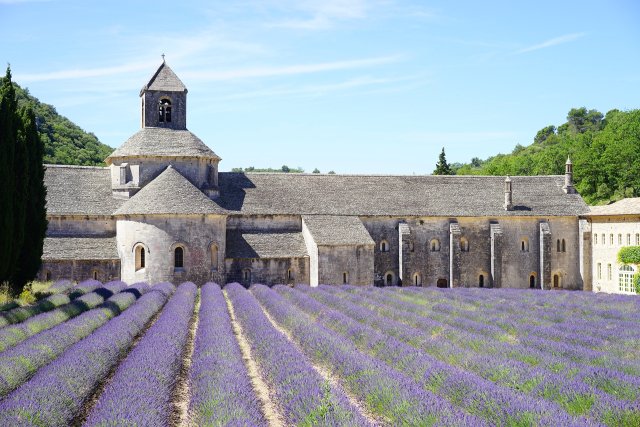 Senanque Romanesque Abbey in Provence, with a purple lavender field in front