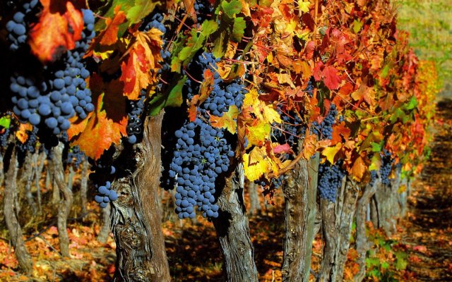 Fall colors in the French vineyards