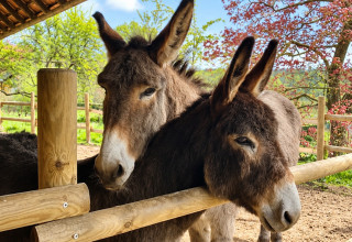 Relax in the garden alongside the family’s friendly donkeys