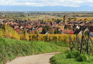 The vineyards around Eguisheim in the fall The vineyards around Eguisheim in the fall