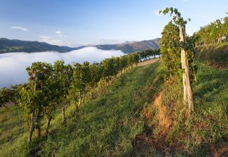 A vineyard in the Basque Country