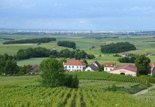 La Montagne de Reims, Champagne