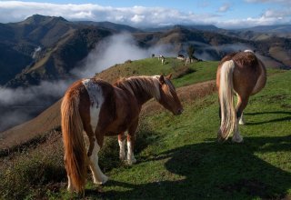 Pottok ponies in the Pyrenees mountains, near Espelette Pottok ponies near Espelette in the Pyrenees mountains