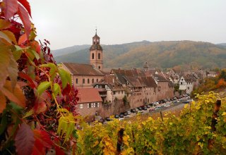 The yellow vineyards around Riquewihr, Alsace, in the fall