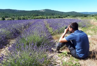 A traveler taking a photo in a lavender field in Provence